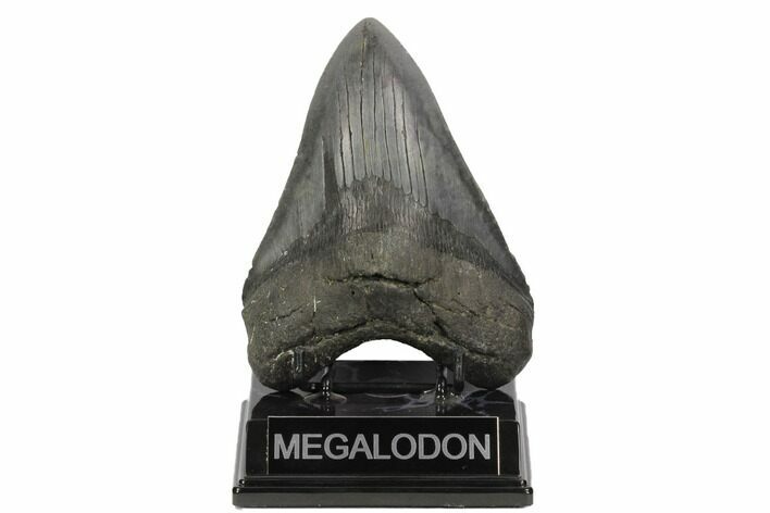 Fossil Megalodon Tooth - South Carolina #121418